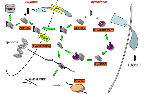 Schematic of the siRNA mediated RNA interference pathway. After entry into the cytoplasm, siRNA is either loaded onto RISC directly or utilize a Dicer mediated process. After RISC loading, the passenger strand departs, thereby commencing the RNA interference process via target mRNA cleavage and degradation. siRNA loaded RISCs are also found to be associated with nucleolus region and maybe shuttled in and out of nucleus through an yet unidentified process