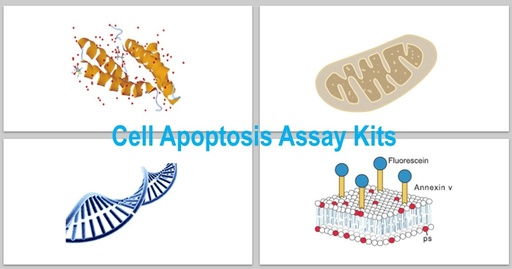 [KS-CELL-301] Annexin V – Elab Fluor® Violet 450/7-AAD Apoptosis Kit